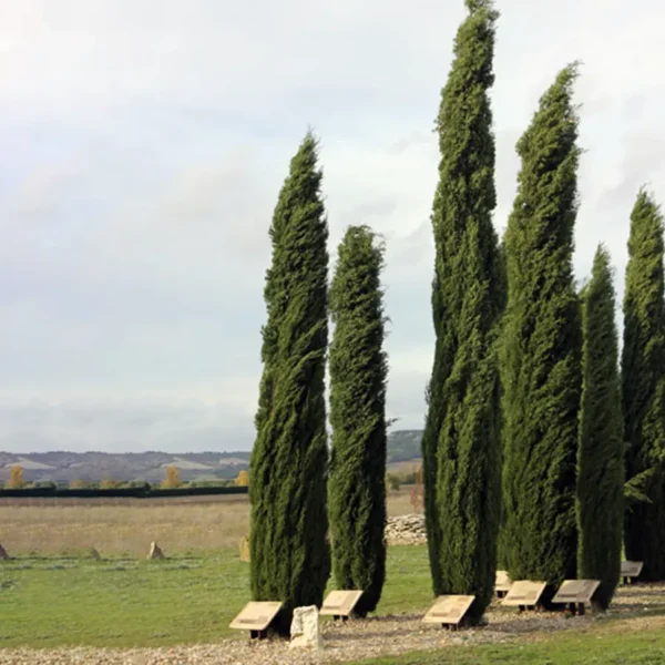 cipreses-necropolis-las-ruedas-espacio-funerario